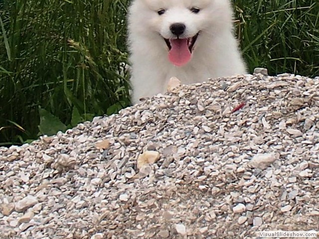 7wks-girl5