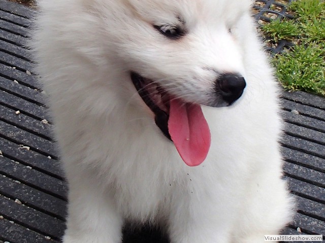 7wks-girl-8