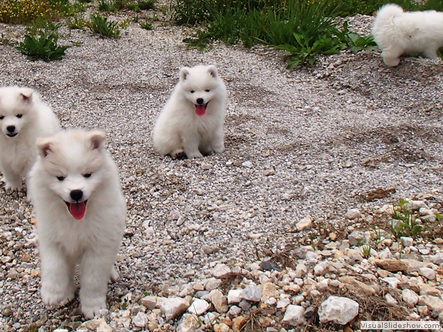 7wks-pups