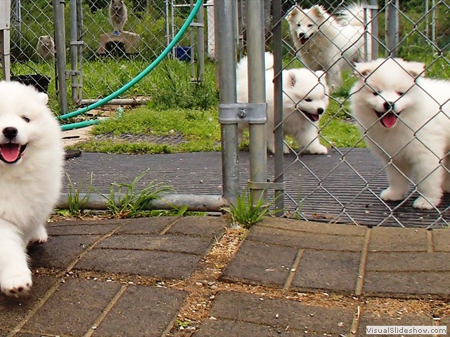 7wks-pups2
