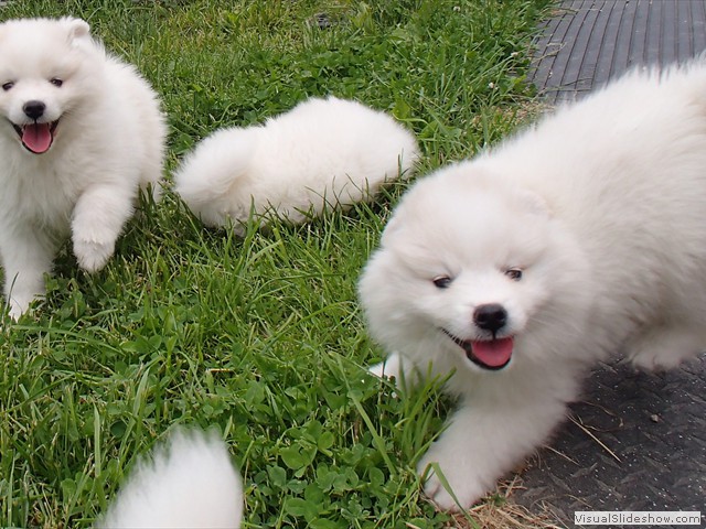 7wks-pups3