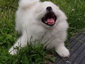 7wks-ARF!!