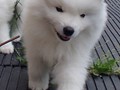 7wks-boy1