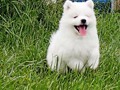 7wks-boy4