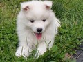 7wks-girl-1a