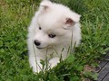7wks-girl-1b