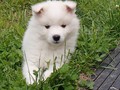 7wks-girl-1c