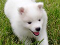 7wks-girl4