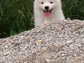 7wks-girl5