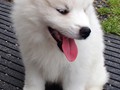 7wks-girl-8