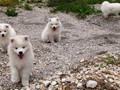 7wks-pups