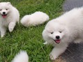 7wks-pups3