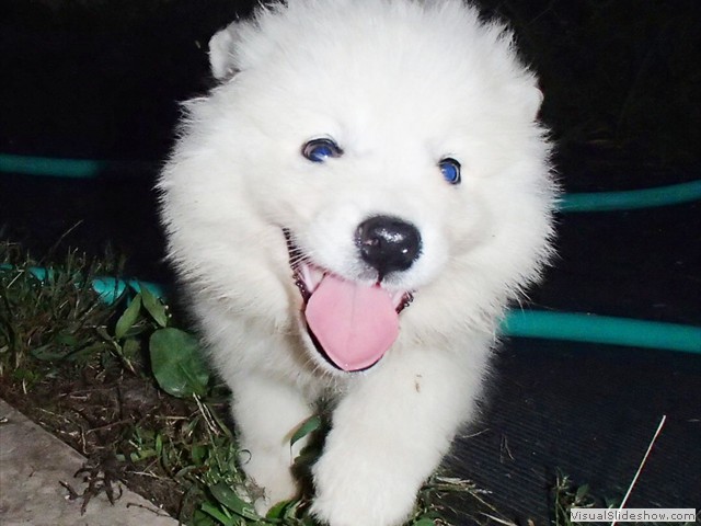 puppies-10