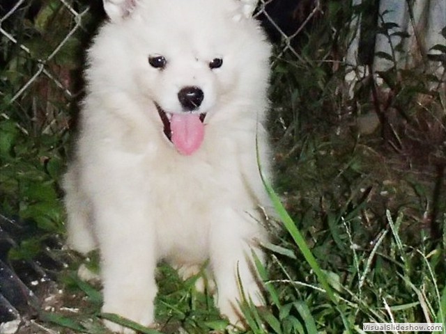 puppies-11