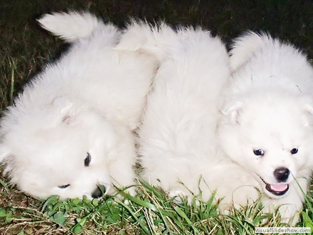 puppies-2