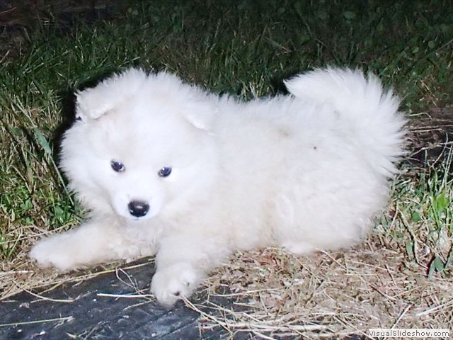 puppies-3