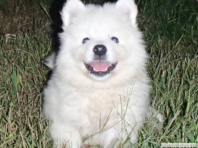 puppies-4