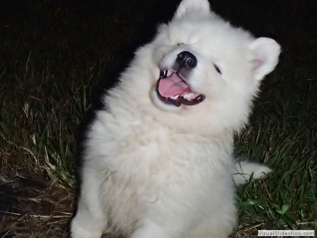puppies-5