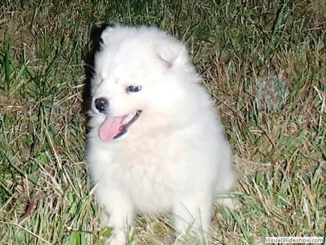 puppies-7