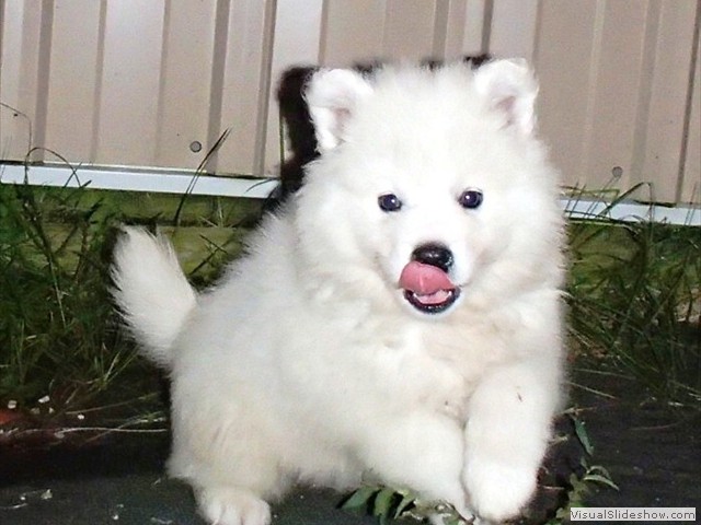 puppies-8