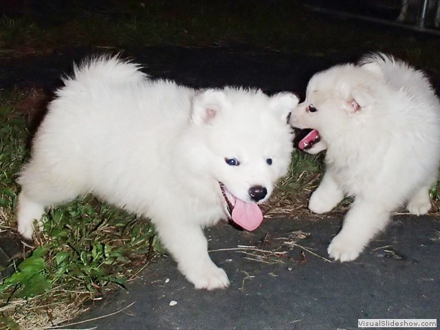 puppies-9