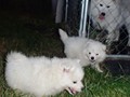 puppies-1