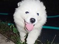 puppies-10