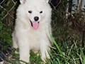 puppies-11