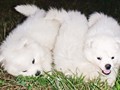 puppies-2
