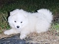 puppies-3