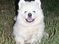 puppies-4