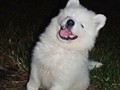 puppies-5