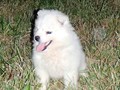 puppies-7
