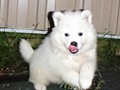 puppies-8