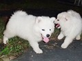 puppies-9
