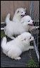 puppie~1