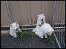 puppie~2
