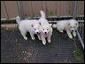 puppie~3