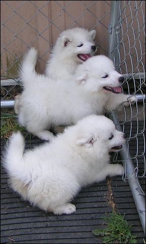 puppie~1.jpg
