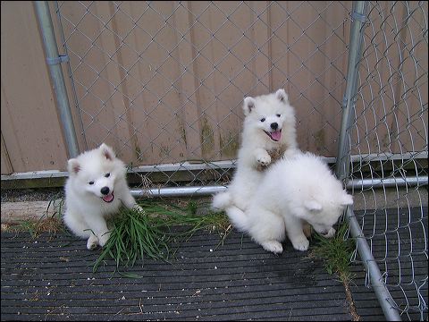 puppie~2.jpg