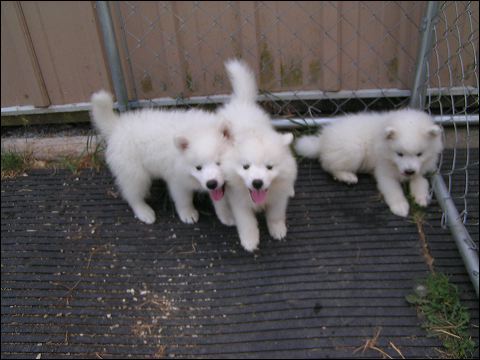 puppie~3.jpg