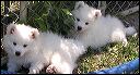 pict0018