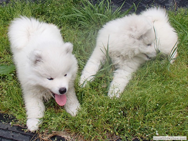 8wks-boys