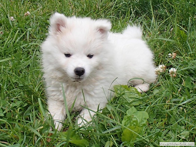 8wks-girl1