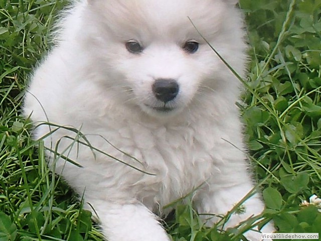 8wks-girl2