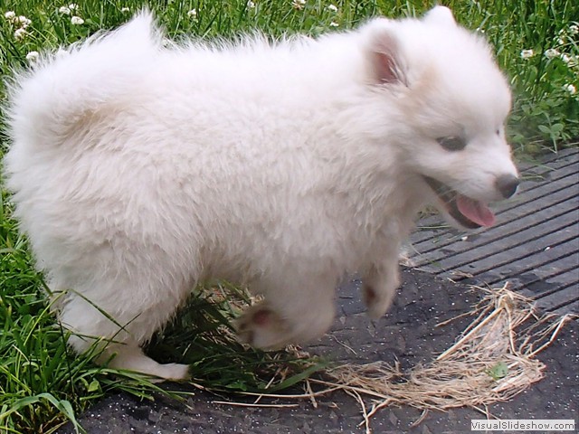 8wks-girl4