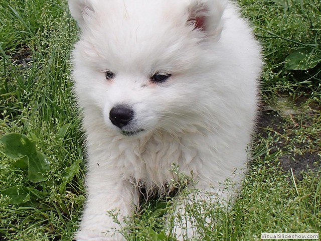 8wks-girl6