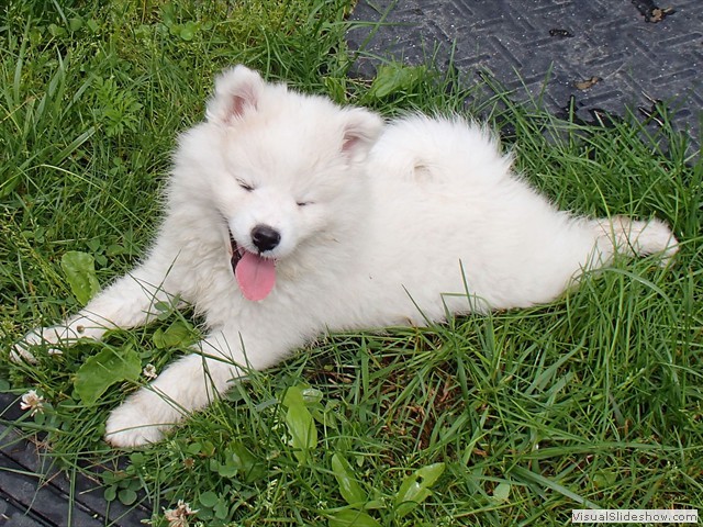 8wks-girls5