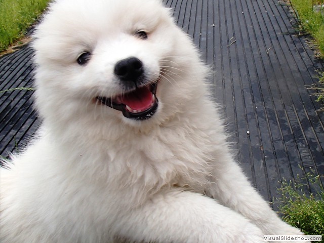 8wks-happy girl