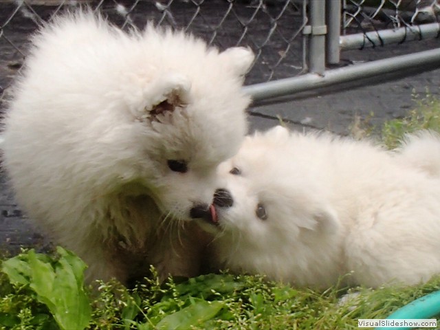 8wks-kisses